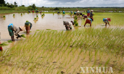 ျမန္မာႏိုင္ငံ၏ လယ္ယာလုပ္သားမ်ား စိုက္ပ်ိဳးကြင္းဆင္းေနၾကသည္ကိုေတြ႕ရစဥ္ (ဆင္ဟြာ)