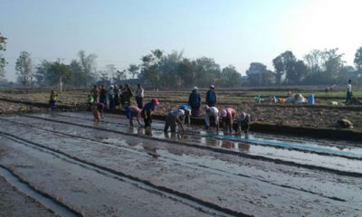 စပါး စုိက္ပ်ဳိးရန္ ျပင္ဆင္ ေဆာင္ရြက္ေနမႈမ်ားအား ေတြ ့ရစဥ္(ဓာတ္ပုံ-MOI)