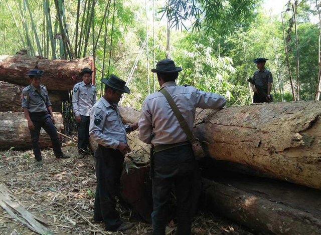 ပဲခူးတိုင္းတြင္ ဖမ္းဆီးရမိေသာ တရားမ၀င္သစ္မ်ားအား ေတြ႔ရစဥ္(ဓာတ္ပံု-သစ္ေတာဦးစီးဌာန)