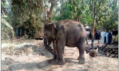 ေျမာင္းျမ ၿမဳိ ့နယ္ ကံႀကီးေက်းရြာ ေဘာလုံးကြင္းေဘး၌ သံႀကိဳးျဖင့္ ခ်ည္ေႏွာင္ထားေသာ ဆင္အား ေတြ ့ရစဥ္(ဓာတ္ပုံ-Ministry of Home Affairs, Myanmar)