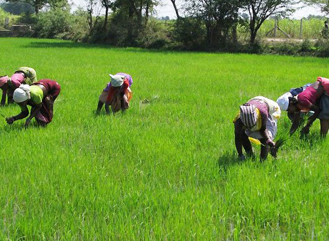 အိႏိၵယႏုိင္ငံရွိ လယ္ကြင္းတစ္ခုတြင္ အလုပ္လုပ္ေနၾကသူမ်ားအား ေတြ႕ရစဥ္ (ဓာတ္ပံု-အင္တာနက္)