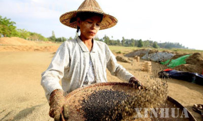 ျပည္တြင္း၌ ပဲစိုက္ေတာင္သူမ်ားအား ေတြ႔ရစဥ္(ဆင္ဟြာ)