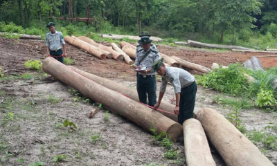 ဖမ္းဆီးရမိေသာ တရားမ၀င္သစ္မ်ားအားေတြ႔ရစဥ္(သစ္ေတာဦးစီး)