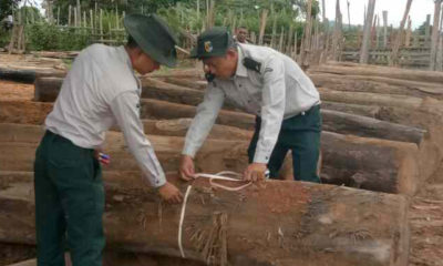 ဖမ္းဆီးရမိေသာ တရားမ၀င္သစ္မ်ားအား ေတြ႕ရစဥ္(သစ္ေတာဦးစီးဌာန)