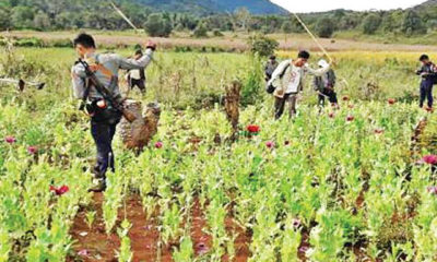 ဘိန္းခင္းမ်ားအားဖ်က္ဆီးစဥ္ (ဓာတ္ပံု-- ေၾကးမံု)