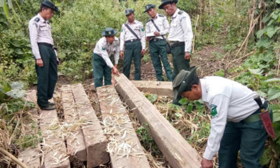 ပဲခူးတိုင္းအတြင္း ဖမ္းဆီးရမိေသာ တရားမ၀င္သစ္မ်ားအားေတြ႔ရစဥ္(သစ္ေတာဦးစီးဌာန)