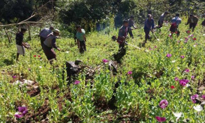 ဘိန္းခင္းဖ်က္ဆီးမႈအားေတြ႔ရစဥ္ (ဓာတ္ပံု-- ျပည္ထဲေရးဝန္ႀကီးဌာန)