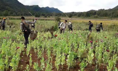 ဘိန္းခင္းမ်ားအား ဖ်က္ဆီးေနမႈအားေတြ႕ရစဥ္(MOI)