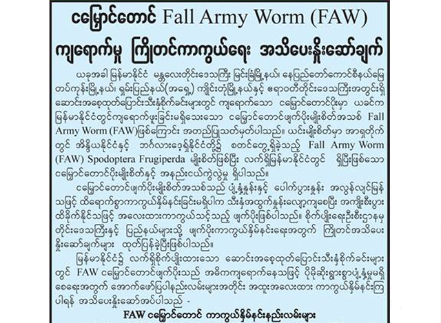 ငေျမႇာင္ေတာင္ Fall Army Worm (FAW) က်ေရာက္မႈ ႀကဳိတင္ ကာကြယ္ေရး ႏႈိးေဆာ္ခ်က္ ထုတ္ျပန္မႈ(ဓာတ္ပုံ- The Mirror Daily)