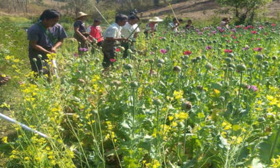 ဘိန္းခင္းဖ်က္ဆီးေနမႈတစ္ခုအားေတြ႔ရစဥ္ (ဓာတ္ပံု--ျပည္ထဲေရးဝန္ႀကီးဌာန)