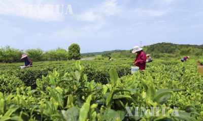 တ႐ုတ္ႏိုင္ငံရွိ စိုက္ပ်ိဳးေရးုလုပ္ငန္းခြင္တစ္ေနရာအား ေတြ႕ရစဥ္ (ဆင္ဟြာ)