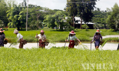 စစ္ကိုင္းတိုင္းေဒသႀကီးအတြင္းရွိ လယ္စိုက္ပ်ိဳးေရးလုပ္ကိုင္ေနမႈအား ေတြ႔ရစဥ္(ဆင္ဟြာ)