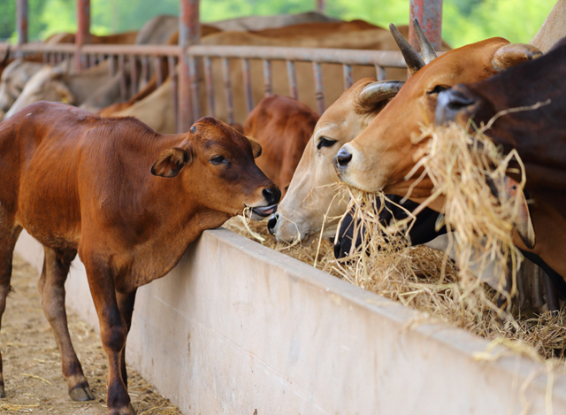 ႏြားေမြးျမဴေရးၿခံတစ္ခုအားေတြ႔ရစဥ္ (ဓာတ္ပံု-- အင္တာနက္)