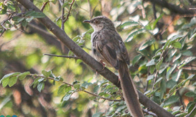 Brown Prinia (ငွက္လက္မၿမီးရွည္ညိဳ) အားေတြ႔ရစဥ္ (ဓာတ္ပံု-- WCS)