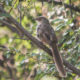 Brown Prinia (ငွက္လက္မၿမီးရွည္ညိဳ) အားေတြ႔ရစဥ္ (ဓာတ္ပံု-- WCS)