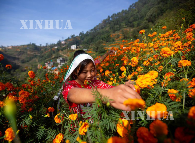 နီပေါနိုင်ငံ ခတ္တမန္ဒူမြို့တွင် ဒီပါဝလီပွဲတော်ဟု လူသိများသော သီဟာပွဲတော်၌ ဝတ်ပြုရန်နှင့် ပန်းကုံးများ ပြုလုပ်ရန် ထပ်တရာပန်းများ ခူးနေသည်ကို တွေ့ရစဉ် (ဆင်ဟွာ)