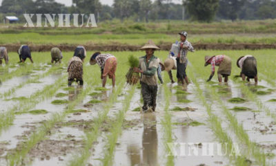 စပါးစိုက်တောင်သူတစ်ချို့အားတွေ့ရစဉ် (ဆင်ဟွာ)