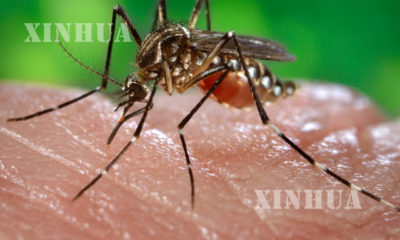 သွေးလွန်တုပ်ကွေးရောဂါပိုး ရှိနေသည့် ခြင်တစ်ကောင်အား တွေ့ရစဉ် (ဆင်ဟွာ)