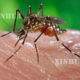 သွေးလွန်တုပ်ကွေးရောဂါပိုး ရှိနေသည့် ခြင်တစ်ကောင်အား တွေ့ရစဉ် (ဆင်ဟွာ)