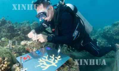 သန္တာကျောက်တန်းများရေရှည်ရှင်သန်ရေးအတွက် ဆောင်ရွက်နေစဉ် (ဆင်ဟွာ)