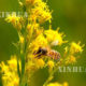 ပန်းဝတ်ရည်စုပ်ယူနေသော ပျားတစ်ကောင်အားတွေ့ရစဉ်(ဆင်ဟွာ)