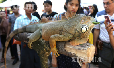 ရှားပါး အိမ်မွေး တိရစ္ဆာန်များ စုစည်း ပြသသော Myanmar's First Exotic pet Exhibition ပွဲတော်ကို ရန်ကုန်မြို့ ကရဝိတ် ဥယျာဉ်၌ ဒီဇင်ဘာ ၁၄ ရက် နှင့် ၁၅ ရက်တွင် ကျင်းပလျက် ရှိရာ တိရစ္ဆာန် ချစ်ခင်သူ ၊ အလှမွေးမြူသူများက ပူးပေါင်း ပါဝင် ပြသထားသည်ကိုတွေ့ရစဉ်(ဆင်ဟွာ)