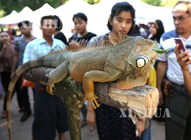 ရှားပါး အိမ်မွေး တိရစ္ဆာန်များ စုစည်း ပြသသော Myanmar's First Exotic pet Exhibition ပွဲတော်ကို ရန်ကုန်မြို့ ကရဝိတ် ဥယျာဉ်၌ ဒီဇင်ဘာ ၁၄ ရက် နှင့် ၁၅ ရက်တွင် ကျင်းပလျက် ရှိရာ တိရစ္ဆာန် ချစ်ခင်သူ ၊ အလှမွေးမြူသူများက ပူးပေါင်း ပါဝင် ပြသထားသည်ကိုတွေ့ရစဉ်(ဆင်ဟွာ)
