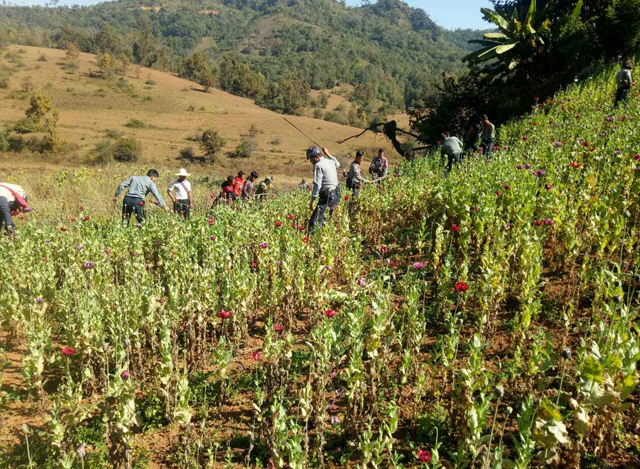 ရှမ်းပြည်နယ် ပင်လောင်းမြို့နယ် အတွင်း၌ ဘိန်းခင်းများ ဖျက်ဆီး ရှင်းလင်းမှုများအား တွေ့ရစဉ်(ဓာတ်ပုံ - CCDAC Myanmar)