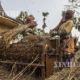 အိန္ဒိယနိုင်ငံ ကိုးလ်ကတ္တားဒေသ လယ်သမားများ၏ ကောက်ရိတ်သိမ်းချိန် မြင်ကွင်းများ(ဆင်ဟွာ)