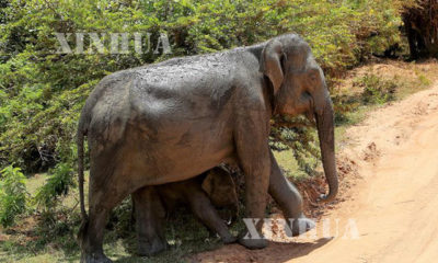 သီရိလင်္ကာနိုင်ငံရှိ Yala သဘာဝသစ်တောကြိုးဝိုင်းတွင် ဆင်တစ်ကောင်နှင့် ဆင်သားပေါက်တစ်ကောင်တို့အား တွေ့ရစဉ် (ဆင်ဟွာ)