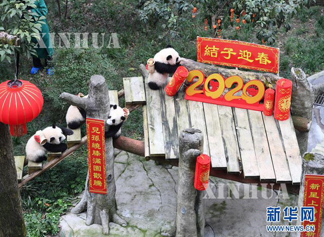 နှစ်သစ်ကို ကြိုဆိုနေကြသည့် ပန်ဒါဝက်ဝံလေးများအား တရုတ်နိုင်ငံ ချုံချင့်တိရစ္ဆာန်ဥယျာဉ်တွင် တွေ့ရစဉ် (ဆင်ဟွာ)