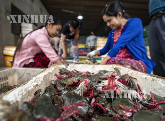တရုတ်နိုင်ငံ အနောက်တောင်ပိုင်း ယူနန်ပြည်နယ်၊ Ruili မြို့ရှိ ဈေးတစ်ခုတွင် မြန်မာနိုင်ငံမှ တင်ပို့လာသော ဂဏန်းကောင်များကို အလုပ်သမားများ ရွေးချယ်နေသည်ကို ၂၀၁၉ ခုနှစ် နိုဝင်ဘာ ၅ ရက်က တွေ့ရစဉ် (ဆင်ဟွာ)