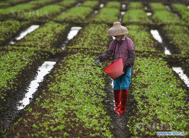 နိုဗယ် ကိုရိုနာဗိုင်းရပ်စ် တိုက်ဖျက်ရေးကာလအတွင်း ဟင်းသီးဟင်းရွက်များ ထောက်ပံ့ပေးနိုင်ရန် လယ်ယာစိုက်ပျိုးရေး ထုတ်လုပ်မှုကို အားကြိုးမာန်တက် လုပ်ဆောင်နေသော တရုတ်နိုင်ငံ တောင်ပိုင်း ဟိုင်နန်ပြည်နယ် ဟိုင်ခိုမြို့မှ တောင်သူလယ်သမားများအား တွေ့ရစဉ် (ဆင်ဟွာ)