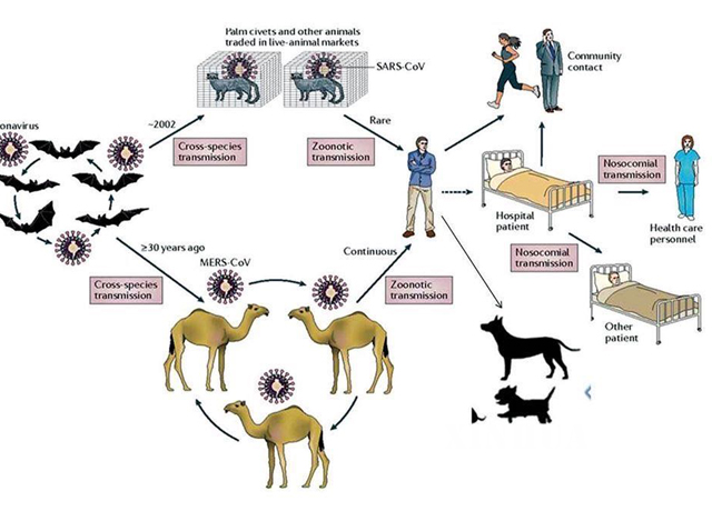 လူနှင့်တိရစ္ဆာန်ကြား ရောဂါ ကူးစက်နိုင်မှု သရုပ်ပြပုံအား တွေ့ရစဉ် (ဓာတ်ပုံ- MOI)
