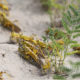 ပန်ဂျပ်ပြည်နယ် အလယ်ပိုင်း၌ သဲကန္တာရကျိုင်းကောင်များအား တွေ့ရစဉ်(ဆင်ဟွာ)