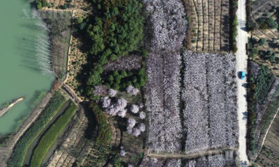 တရုတ်နိုင်ငံ အရှေ့ပိုင်း အန်းဟွေးပြည်နယ်ရှိ လယ်ယာစိုက်ခင်းများအား တွေ့ရစဉ် (ဆင်ဟွာ)