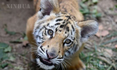 တရုတ်နိုင်ငံ အရှေ့ပိုင်း ရှန်တုံးပြည်နယ် ဂျီနန်း(Jinan)တိရစ္ဆာန်ရုံအတွင်းရှိ ကျားတစ်ကောင်အားတွေ့ရစဉ်(ဆင်ဟွာ)