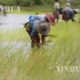 တောင်သူတစ်ချို့ လယ်ယာလုပ်ငန်းလုပ်ကိုင်နေစဉ် (ဆင်ဟွာ)