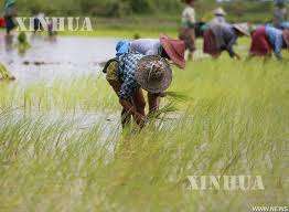 တောင်သူတစ်ချို့ လယ်ယာလုပ်ငန်းလုပ်ကိုင်နေစဉ် (ဆင်ဟွာ)
