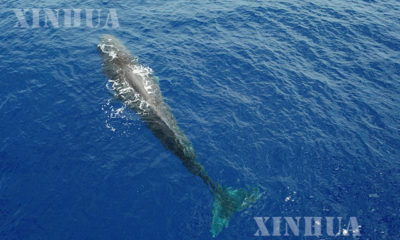 တောင်တရုတ်ပင်လယ်၌ sperm ဝေလငါးတစ်ကောင်ကို ဇူလိုင် ၂၄ ရက်က အပေါ်စီးမှ တွေ့ရစဉ်(ဆင်ဟွာ)