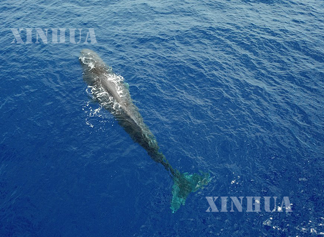 တောင်တရုတ်ပင်လယ်၌ sperm ဝေလငါးတစ်ကောင်ကို ဇူလိုင် ၂၄ ရက်က အပေါ်စီးမှ တွေ့ရစဉ်(ဆင်ဟွာ)