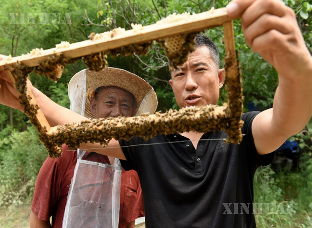 တရုတ်နိုင်ငံ မြောက်ပိုင်း ဟဲပေပြည်နယ် Nantou ကျေးရွာ၌ ပျားအုံးအခြေအနေကို စစ်ဆေးနေသော ချန်ဆောက်ဟွေးနှင့် စုပေါင်းပျားမွေးမြူရေးလုပ်ငန်းမှ အဖွဲ့ဝင် တစ်ဦးအား ဇူလိုင် ၄ ရက်က တွေ့ရစဉ်(ဆင်ဟွာ)