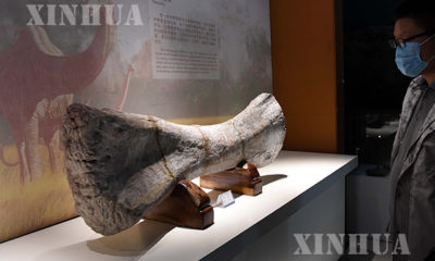 တရုတ်နိုင်ငံ အလယ်ပိုင်း ဟဲနန်ပြည်နယ် ဒိုင်နိုဆော အမျိုးသား ဘူမိဥယျာဉ်ရှိ ကျောက်ဖြစ်ရုပ်ကြွင်းများကို လေ့လာနေသူတစ်ဦးအား တွေ့ရစဉ် (ဆင်ဟွာ)