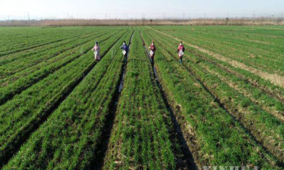 တရုတ်နိုင်ငံ အရှေ့ပိုင်း အန်းဟွေးပြည်နယ် Chaohu မြို့ရှိ လယ်ကွင်းတွင် စိုက်ပျိုးရေး လုပ်ငန်းလုပ်ကိုင်နေသူများအား တွေ့ရစဉ် (ဆင်ဟွာ)