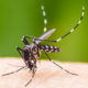 အေးဒီးစ်ခြင်ကြားတစ်ကောင် အားတွေ့ရစဉ် (ဓာတ်ပုံ--အင်တာနက်)