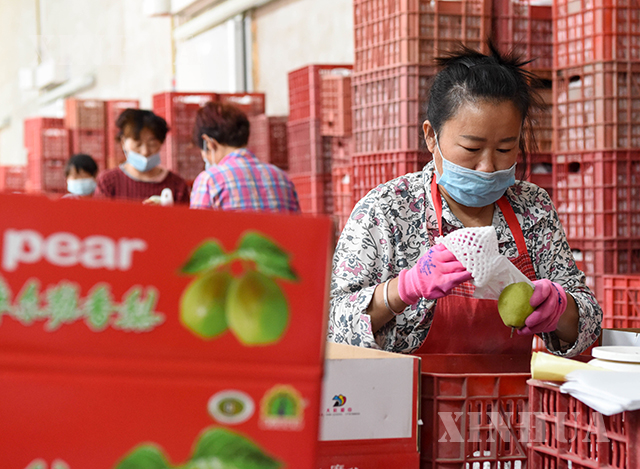 တရုတ်နိုင်ငံ ရှင်းကျန်း ကိုယ်ပိုင်အုပ်ချုပ်ခွင့်ရဒေသ ခုအယ်လဲ့မြို့ စီးပွားရေးနှင့်နည်းပညာဖွံ့ဖြိုးရေးဇုန်တွင် သစ်တော်သီးများအား ထုတ်ပိုးနေသည်ကို ဩဂုတ် ၂၀ ရက်တွင် တွေ့ရစဉ်(ဆင်ဟွာ )