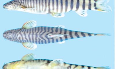 မြစ်ချောင်းဒေသများ၌ တွေ့ရှိထားသော ရေချိုငါးမျိုးစိတ် သစ်များအားတွေ့ရစဉ် (FFI)