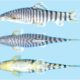မြစ်ချောင်းဒေသများ၌ တွေ့ရှိထားသော ရေချိုငါးမျိုးစိတ် သစ်များအားတွေ့ရစဉ် (FFI)