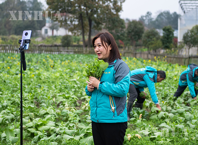တရုတ်နိုင်ငံ ဟူနန်ပြည်နယ်တွင် စိုက်ခင်းတစ်ခုအတွင်း ဟင်းသီးဟင်းရွက်များ ရိတ်သိမ်းနေမှုအား တိုက်ရိုက်ထုတ်လွှင့်နေသူတစ်ဦးကို တွေ့ရစဉ် (ဆင်ဟွာ)