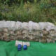 မောင်တောမြို့၌ သိမ်းဆည်းရမိသော စိတ်ကြွမူးယစ်ဆေးပြားများအား တွေ့ရစဉ်(ဓာတ်ပုံ-တပ်မတော်သတင်းမှန်ပြန်ကြားရေးအဖွဲ့)
